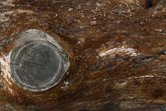 Tree bark from the Forêt de Coubre, France, 2008