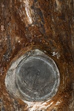 Tree bark from the Forêt de Coubre, France, 2008