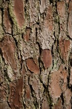 Tree bark from the Forêt de Coubre, France, 2008