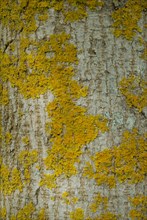 Tree bark from the Forêt de Coubre, France, 2008