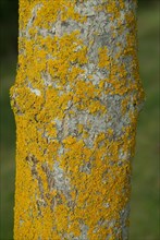 Tree bark from the Forêt de Coubre, France, 2008