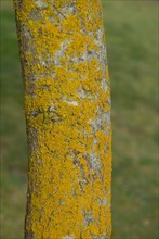 Tree bark from the Forêt de Coubre, France, 2008