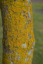 Tree bark from the Forêt de Coubre, France, 2008