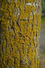 Tree bark from the Forêt de Coubre, France, 2008