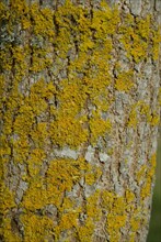 Tree bark from the Forêt de Coubre, France, 2008