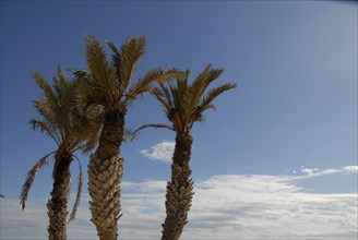 2008, palmiers, Tunisie