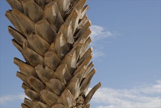 2008, palmier, tronc,Tunisie