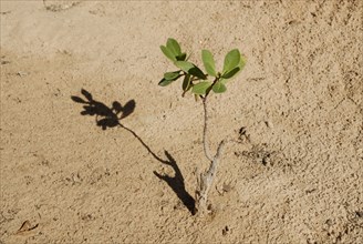 2008, sècheresse, Tunisie, végétaux