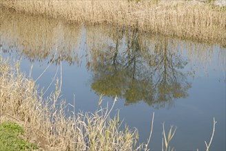 2009, Hyères, 83400, paysage, reflets  dans l'eau, vegetaux, canal