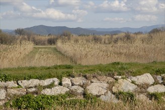 2009, Hyères, 83400, paysage, végétaux