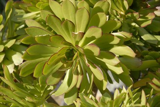 2009, Hyères, 83400, plante grace, végétaux