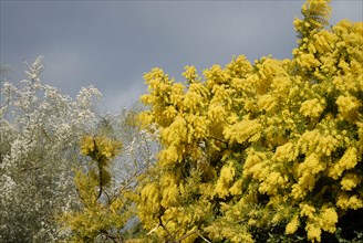2009, Hyères, 83400,  mimosa, fleurs