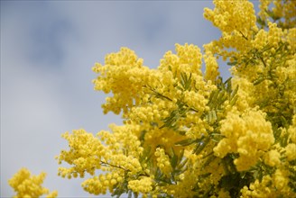 2009, Hyères, 83400,  mimosa, fleurs