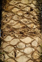 2009, Hyères, 83400, palmier, tronc, arbre