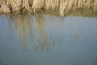 2009, Hyères, 83400, reflets  dans l'eau, vegetaux