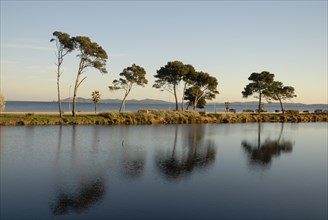 2009, Hyères, 83400, palmiers, pin maritime, plan d'eau, reflets  dans l'eau, arbres