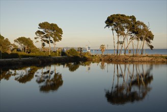 2009, Hyères, 83400, palmiers, pin maritime, plan d'eau, reflets  dans l'eau, arbres