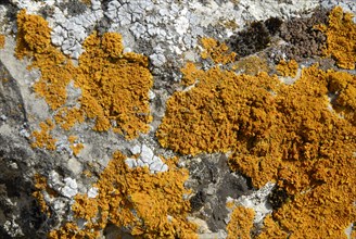 2009, Atienza, Espagne : province de Guadalajara en Castille La Mancha, lichen, rocher
