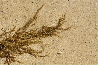 2009/ Belle-ile en Mer, algue, plage, mer, sable