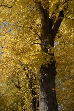 octobre 2009, arbre, automne, Bourgogne, paysage