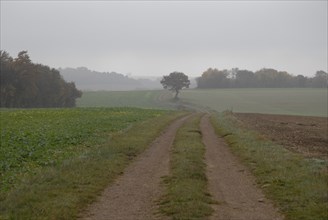 arbres, Bourgogne, brouillard, octobre 2009, paysage automne