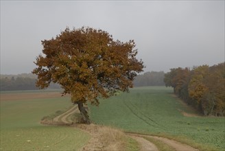 arbre, Bourgogne, octobre 2009, paysage automne