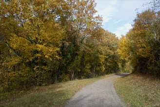 arbres, Bourgogne, chemin, octobre 2009, paysage automne