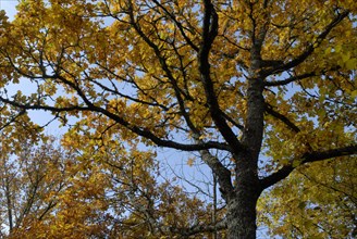arbre, automne, Bourgogne, octobre 2009