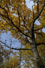 arbre, automne, Bourgogne, octobre 2009