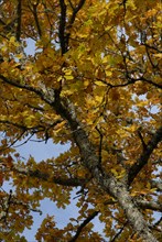arbre, automne, Bourgogne, octobre 2009