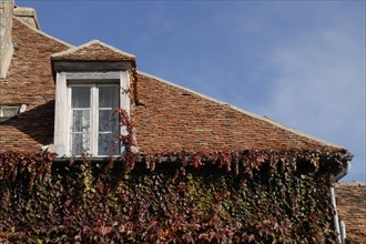 automne, Bourgogne, fenêtre, feuilles, Mur, octobre 2009, toit, Vezelay, vigne vierge