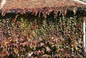 automne, Bourgogne, feuilles, Mur, octobre 2009, toit, Vezelay, vigne vierge
