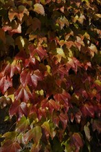 automne, Bourgogne, feuilles, Mur, octobre 2009, toit, Vezelay, vigne vierge
