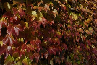 automne, Bourgogne, feuilles, Mur, octobre 2009, toit, Vezelay, vigne vierge
