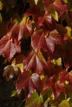 automne, Bourgogne, feuilles, Mur, octobre 2009, toit, Vezelay, vigne vierge