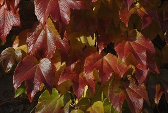 automne, Bourgogne, feuilles, Mur, octobre 2009, toit, Vezelay, vigne vierge