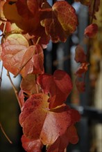 automne, Bourgogne, feuilles, Mur, octobre 2009, toit, Vezelay, vigne vierge