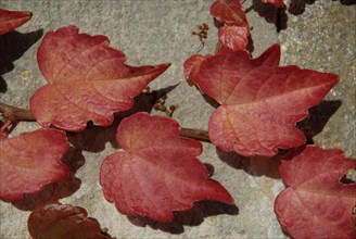 automne, Bourgogne, feuilles, Mur, octobre 2009, toit, Vezelay, vigne vierge