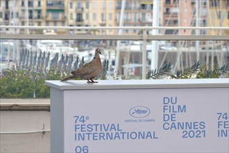 Photocall, Festival de Cannes 2021