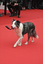 Actor-dog Messi