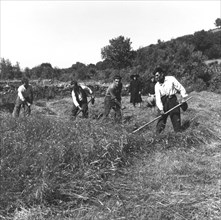 Travaux des champs en Galice, en Espagne