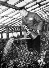 Emperor Puyi working in his garden, 1959