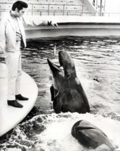 Elvis PRESLEY feeds a whale at SeaWorld Animal Park, San Diego