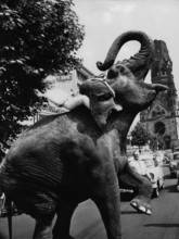 Karin BAAL rides an elephant