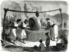 Production huile d'olive en Kabylie - 19e siècle