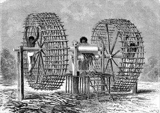 Canne à sucre en Equateur en 1865