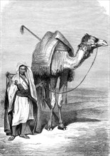 Chamelier du Sinaï