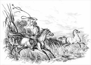 Chasse au cheval sauvage
