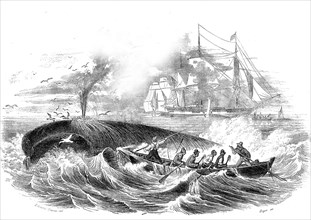 La pêche à la baleine en 1876