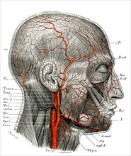 Artères superficielles de la tête
